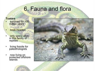 6. Fauna and flora Tuatara survived for 100 million years beak-headed only specy alive in this family of reptiles living fossile for paleothologists now living on protected offshore islands 
