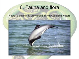 6. Fauna and flora Hector’s dolphin is only found in New Zealand waters 