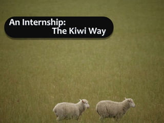An Internship: 		     The Kiwi Way 