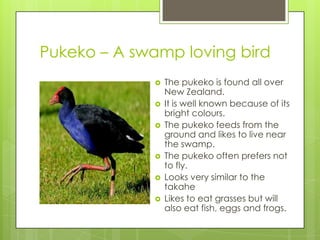 Pukeko – A swamp loving bird








The pukeko is found all over
New Zealand.
It is well known because of its
bright colours.
The pukeko feeds from the
ground and likes to live near
the swamp.
The pukeko often prefers not
to fly.
Looks very similar to the
takahe
Likes to eat grasses but will
also eat fish, eggs and frogs.

 