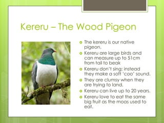 Kereru – The Wood Pigeon








The kereru is our native
pigeon.
Kereru are large birds and
can measure up to 51cm
from tail to beak
Kereru don’t sing; instead
they make a soft ‘coo’ sound.
They are clumsy when they
are trying to land.
Kereru can live up to 20 years.
Kereru love to eat the same
big fruit as the moas used to
eat.

 