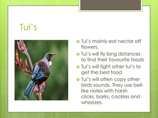 Tui’s







Tui’s mainly eat nectar off
flowers.
Tui’s will fly long distances
to find their favourite foods
Tui’s will fight other tui’s to
get the best food
Tui’s will often copy other
birds sounds. They use belllike notes with harsh
clicks, barks, cackles and
wheezes.

 