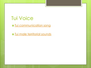 Tui Voice
 Tui

communication song

 Tui

male territorial sounds

 