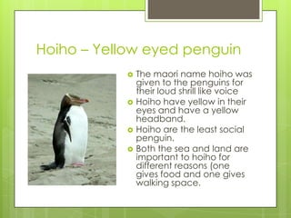 Hoiho – Yellow eyed penguin







The maori name hoiho was
given to the penguins for
their loud shrill like voice
Hoiho have yellow in their
eyes and have a yellow
headband.
Hoiho are the least social
penguin.
Both the sea and land are
important to hoiho for
different reasons (one
gives food and one gives
walking space.

 