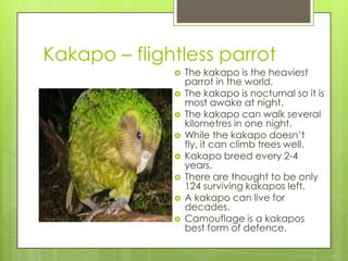 Kakapo – flightless parrot










The kakapo is the heaviest
parrot in the world.
The kakapo is nocturnal so it is
most awake at night.
The kakapo can walk several
kilometres in one night.
While the kakapo doesn’t
fly, it can climb trees well.
Kakapo breed every 2-4
years.
There are thought to be only
124 surviving kakapos left.
A kakapo can live for
decades.
Camouflage is a kakapos
best form of defence.

 
