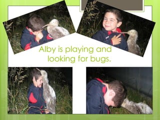 Alby is playing and
looking for bugs.

 