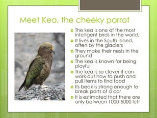 Meet Kea, the cheeky parrot










The kea is one of the most
intelligent birds in the world.
It lives in the South Island,
often by the glaciers
They make their nests in the
ground
The kea is known for being
playful
The kea is so clever it can
work out how to push and
pull items to find food
Its beak is strong enough to
break parts of a car
It is estimated that there are
only between 1000-5000 left

 