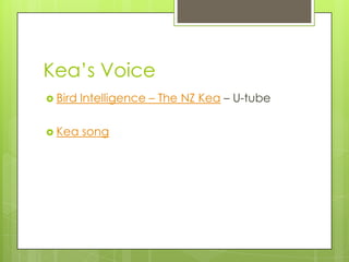 Kea’s Voice
 Bird

Intelligence – The NZ Kea – U-tube

 Kea

song

 