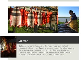 Salmon
Salmon! Salmon is the one of the most important natural
resources where I live. Over the summer, many families move to
fish camp where they can fish and dry fish more easily. In
addition, people from around the world come to fish Alaska
salmon or order in it restaurants in their home towns.
 