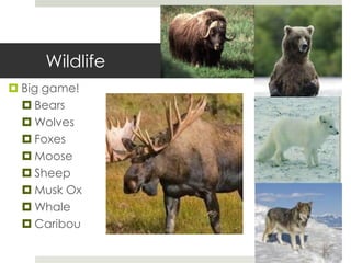 Wildlife
 Big game!
 Bears
 Wolves
 Foxes
 Moose
 Sheep
 Musk Ox
 Whale
 Caribou
 