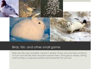 Birds, fish, and other small game:
Birds and fish are incredibly valued in Alaska. Those who live here continue
to hunt and fish like their ancestors before them. Throughout Alaska, fishing
and hunting is a popular pastime and important for survival.
 