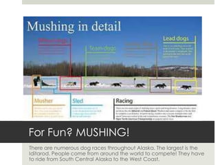 For Fun? MUSHING!
There are numerous dog races throughout Alaska. The largest is the
Iditarod. People come from around the world to compete! They have
to ride from South Central Alaska to the West Coast.
 