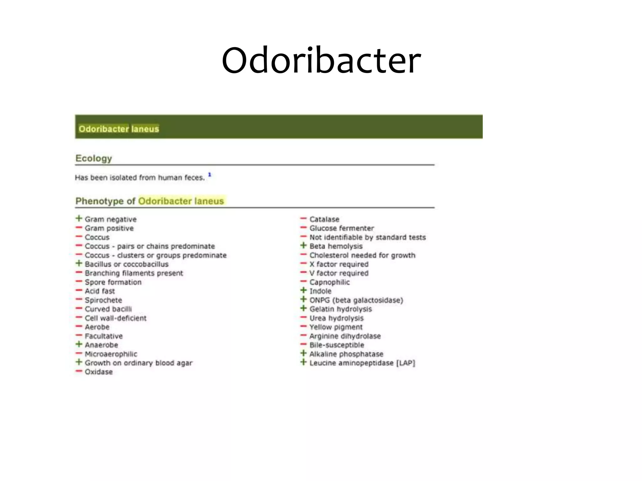 Odoribacter
 