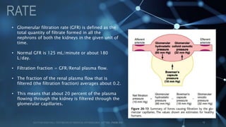 RENAL ANATOMY , PHYSIOLOGY AND ANESTHESIA | PPTX