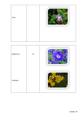 vinca

Delphinium

8

Coreopsis

ΣΕΛΙΔΑ 39

 