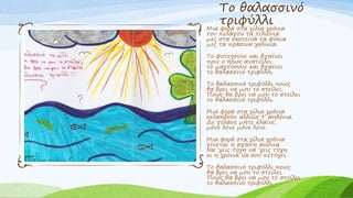 Το θαλασσινό
τριφύλλι
Μια φορά στα χίλια χρόνια
του πελάγου τα τελώνια
μες στα σκοτεινά τα φύκια
μες τα πράσινα χαλίκια.
Το φυτεύουνε και βγαίνει
πριν ο ήλιος ανατείλει
το μαγεύουνε και βγαίνει
το θαλασσινό τριφύλλι.
Το θαλασσινό τριφύλλι ποιος
θα βρει να μου το στείλει.
Ποιος θα βρει να μου το στείλει
το θαλασσινό τριφύλλι.
Μια φορά στα χίλια χρόνια
κελαηδούν αλλιώς τ’ αηδόνια.
Δε γελάνε μήτε κλαίνε,
μόνο λένε μόνο λένε.
Μια φορά στα χίλια χρόνια
γίνεται η αγάπη αιώνια.
Να ‘χεις τύχη να ‘χεις τύχη
κι η χρονιά να σου πετύχει.
Το θαλασσινό τριφύλλι ποιος
θα βρει να μου το στείλει.
Ποιος θα βρει να μου το στείλει
το θαλασσινό τριφύλλι.
 