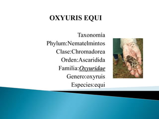 Taxonomía
Phylum:Nematelmintos
Clase:Chromadorea
Orden:Ascaridida
Familia:Oxyuridae
Genero:oxyruis
Especies:equi
 