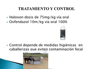 Haloxon oxyuris equi | PPTX