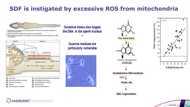 Clinical Utility of Sperm DNA Fragmentation Testing: is the jury still ...