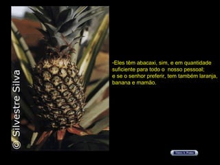 Eles têm abacaxi, sim, e em quantidade  suficiente para todo o  nosso pessoal;  e se o senhor preferir, tem também laranja, banana e mamão. 
