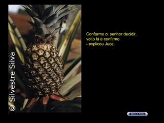 Conforme o  senhor decidir,  volto lá e confirmo  - explicou Juca. 