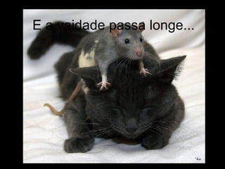 E a vaidade passa longe... 