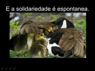 E a solidariedade é espontanea. 
