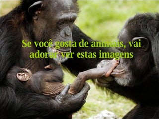 Se você gosta de animais, vai adorar ver estas imagens 