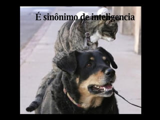 É sinônimo de inteligencia 