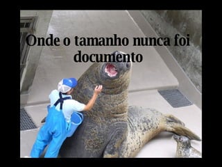 Onde o tamanho nunca foi documento 