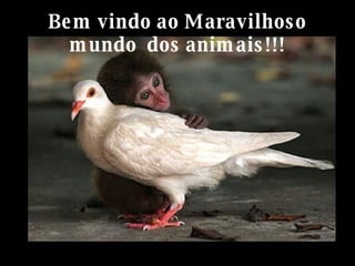 Bem vindo ao Maravilhoso mundo  dos animais!!! 