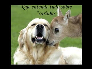 Que entende tudo sobre “carinho” 