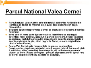 Parcul Naţional Valea Cernei
   Parcul natural Valea Cernei este din totalul parcurilor nationale din
    Romania al doilea ca marime si singurul care cuprinde un bazin
    hidrografic;
   Se poate spune despre Valea Cernei ca alcatuieste o gradina botanica
    naturala ;
   Zona este in mare parte tipic forestiera, intalnindu-se aici fagul
    autohton, fagul oriental, gorunul in partea inferioara, bradul in partea
    superioara, molidul foarte putin prezent spre golurile alpine. Exista o
    specie endemica de pin, pinul negru de Banat, o mare originalitate
    pentru Valea Cernei;
   Fauna Vaii Cernei este reprezentata in special de mamifere
    (ursul, cerbul, capriorul, mistretul, rasul, vulpea, jderul, bursucul, pisic
    a salbatica, vidra, veverita). Dintre reptile, de retinut este prezenta
    viperei cu corn (Vipera amodytes) precum si prezenta unei specii rare
    de serpi, sarpele sfant sau sarpele lui Esculap .
 