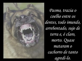 Pasmo, trazia o coelho entre os dentes, todo imundo, arrebentado, sujo de terra e, é claro, morto. Quase mataram o cachorro de tanto agredi-lo. 