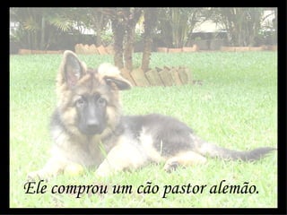 Ele comprou um cão pastor alemão. 