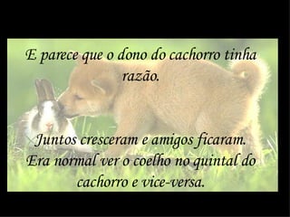 E parece que o dono do cachorro tinha razão. Juntos cresceram e amigos ficaram. Era normal ver o coelho no quintal do cachorro e vice-versa. 