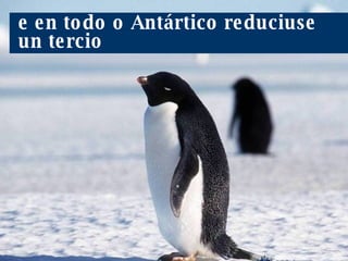 Nos últimos 25 anos a poboación de pingüíns de Adelie reduciuse á metade. e en todo o Antártico reduciuse un tercio 