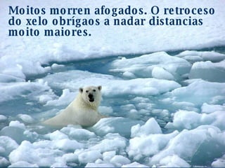 O oso polar é xa unha especie ameazada. Moitos morren afogados. O retroceso do xelo obrígaos a nadar distancias moito maiores. 