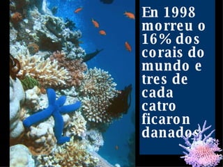 En 1998 morreu o 16% dos corais do mundo e tres de cada catro ficaron danados 