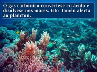 O maior arrecife do mundo, a Grande Barreira de Coral,  diminúe vertixinosamente. Grande Barreira de Coral  (Queensland. Australia) O gas carbónico convértese en ácido e disólvese nos mares. Isto  tamén afecta ao plancton. 