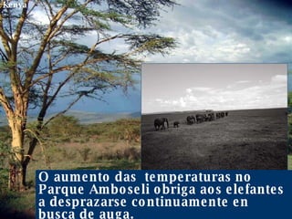 O aumento das  temperaturas no Parque Amboseli obriga aos elefantes a desprazarse continuamente en busca de auga. Kenya 