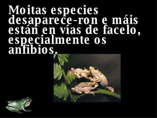 Moitas especies desaparece-ron e máis están en vías de facelo, especialmente os anfibios.  