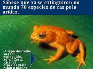 Sábese que xa se extinguiron no mundo 70 especies de ras pola aridez.  O sapo dourado xa está extinguido.  Só en Costa Rica, 23 especies máis están a piques de seguir ese  camiño .  