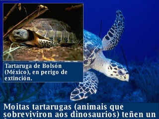 Moitas tartarugas (animais que sobreviviron aos dinosaurios) teñen un futuro incerto. Tartaruga de Bolsón (México), en perigo de extinción. 