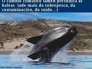 O cambio climático tamén prexudica as baleas  (ade-mais da sobrepesca, da contaminación, do ruído…) Balea franca austral 
