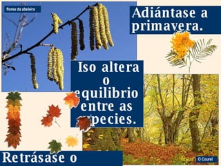 O Courel flores da abeleira  Iso altera o equilibrio entre as especies . Adiántase a primavera. Retrásase o outono. 
