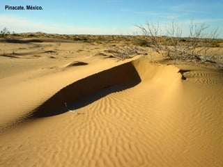 Os desertos tamén medran en Brasil e México. A degradación da terra forza a 700.000 mexicanos  a deixaren as súas terras cada ano. Pinacate. México. 