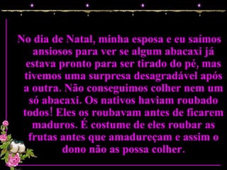 No dia de Natal, minha esposa e eu saímos ansiosos para ver se algum abacaxi já estava pronto para ser tirado do pé, mas tivemos uma surpresa desagradável após a outra. Não conseguimos colher nem um só abacaxi. Os nativos haviam roubado todos! Eles os roubavam antes de ficarem maduros. É costume de eles roubar as frutas antes que amadureçam e assim o dono não as possa colher. 