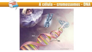 A célula – cromossomos - DNA
 