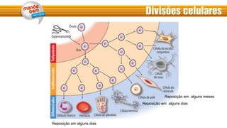 Divisões celulares
Reposição em alguns dias
Reposição em alguns dias
Reposição em alguns meses
 